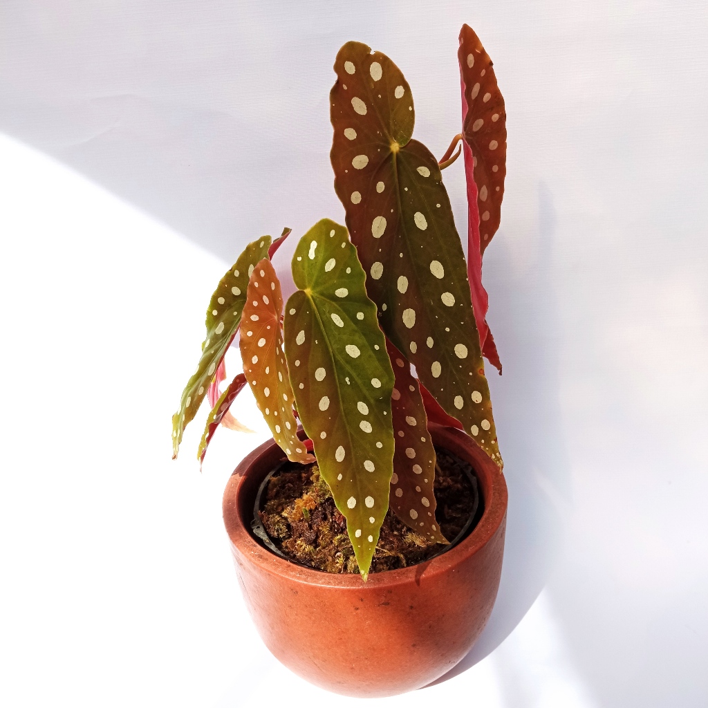tanaman hias begonia - begonia -Begonia Maculata polkadot - begonia polkadot