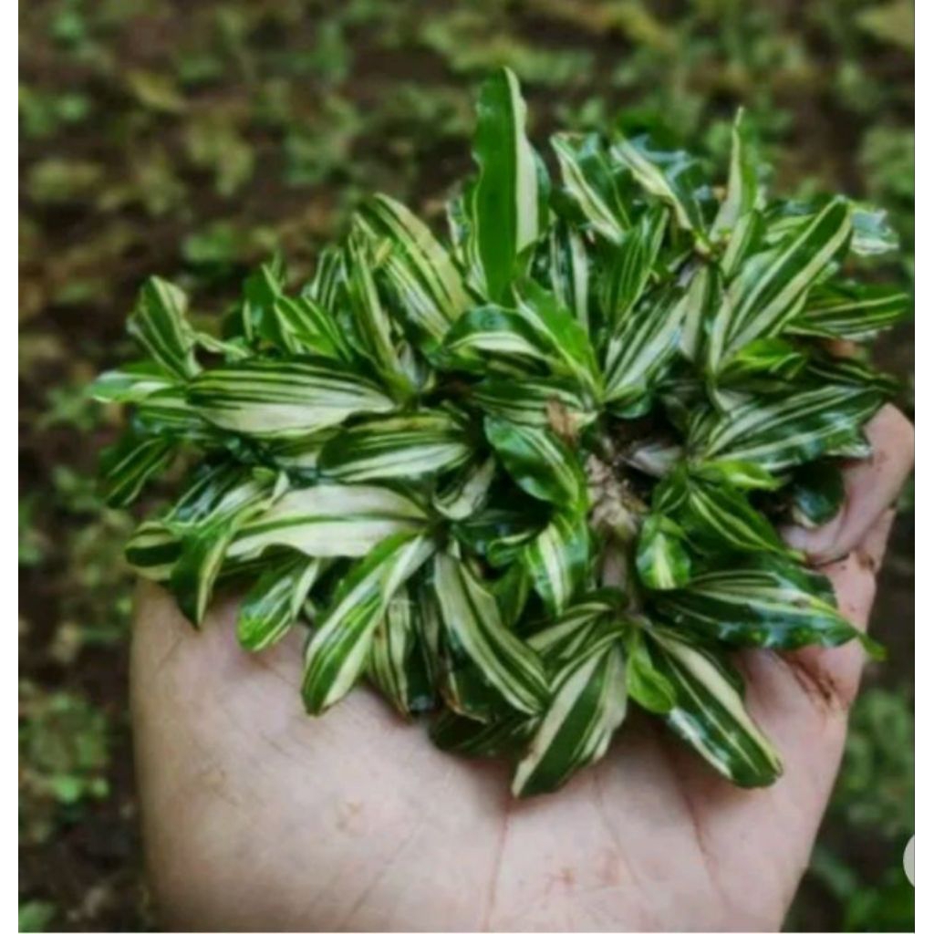 Rumput gajah mini varigata