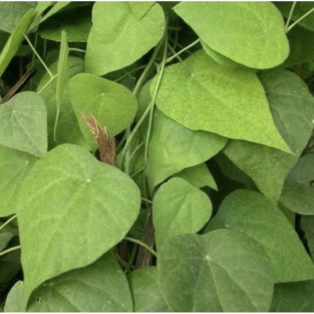 Pohon Cincau Bulu Tanaman Herbal Pohon Daun Cincau Rambat / Cincau Bulu