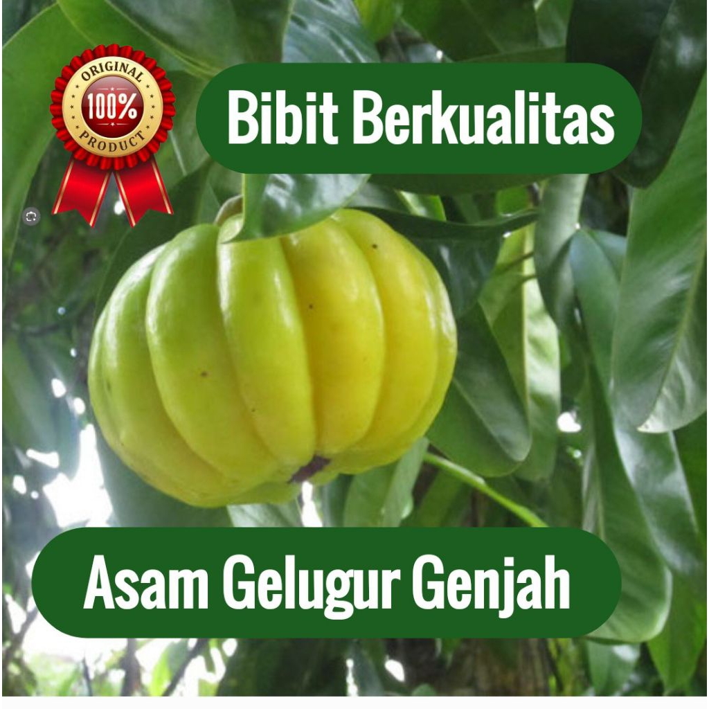 Termurah Beli 5 Bonus 1 | Bibit ASAM GELUGUR Genjah