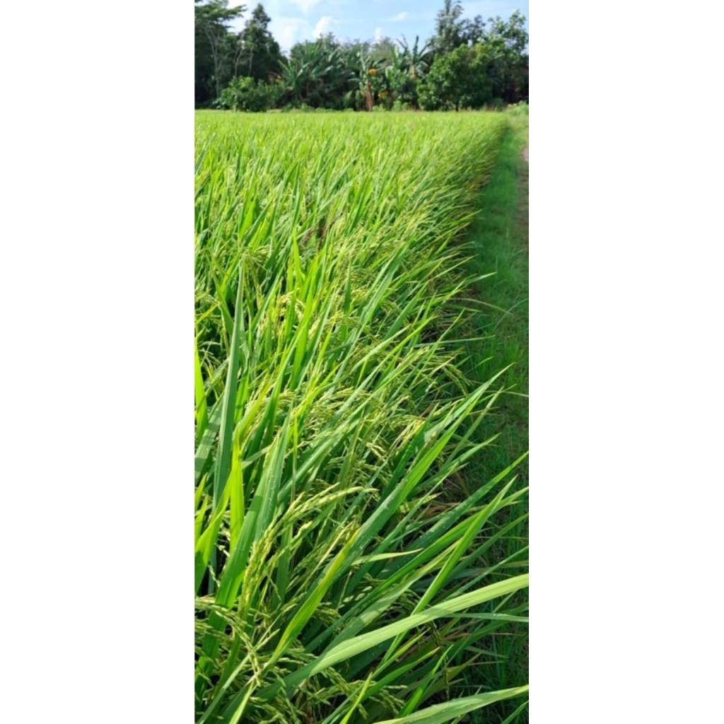 Benih padi super unggul berkualitas situ bagendit kemasan 5kg