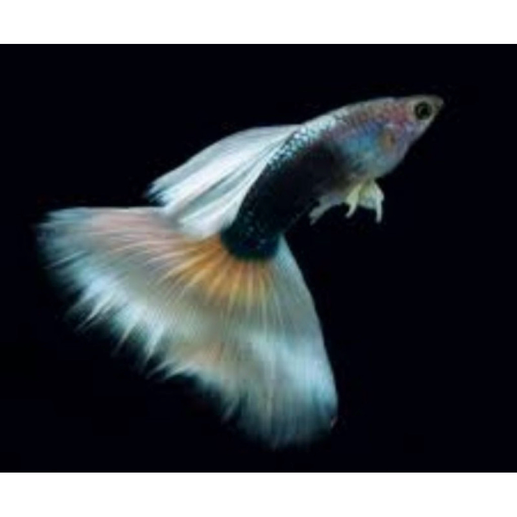 Guppy HB Pastel / White