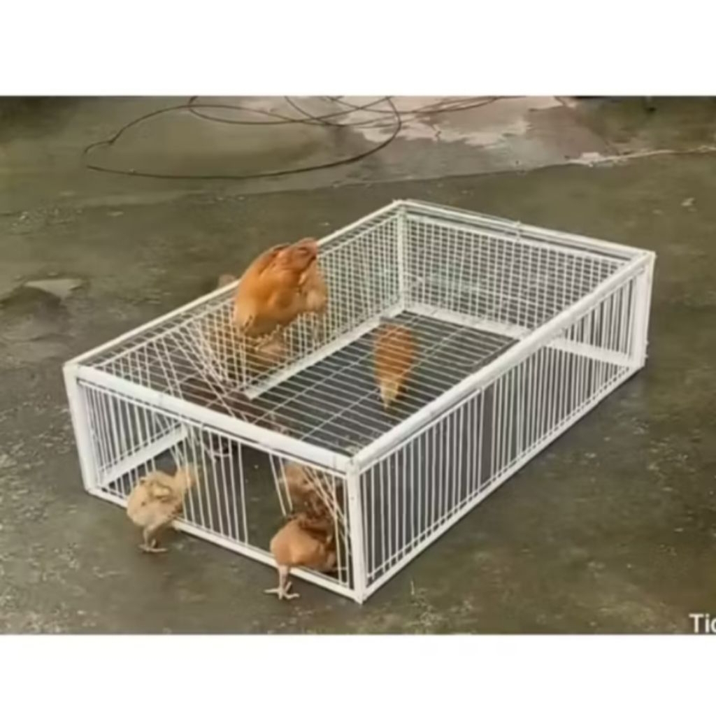 Kandang ayam- perangkap ayam, jebakan ampuh burung lipat unik bisa masuk g bisa keluar