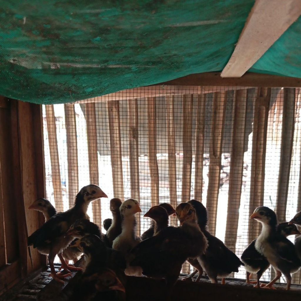 ANAK AYAM BK MANGON PROMO. 2 MINGGU