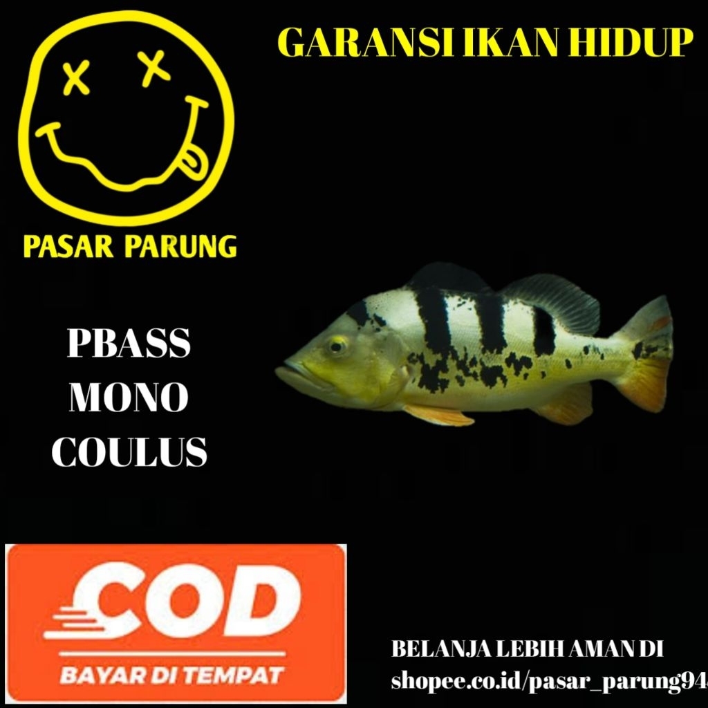 kebutuhan aquarium PBASS MONO COULUS 8-10cm