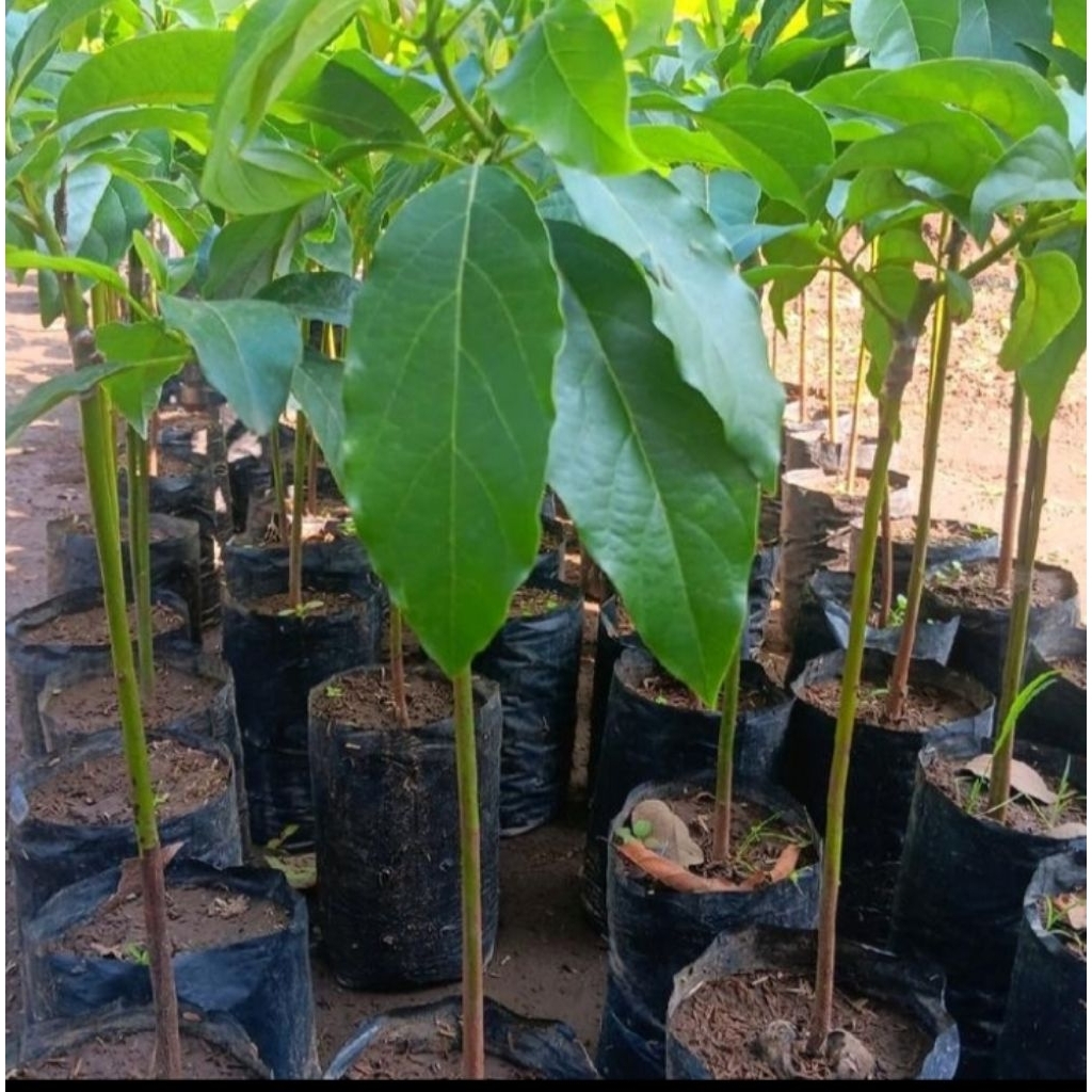 bibit alpukat okulasi