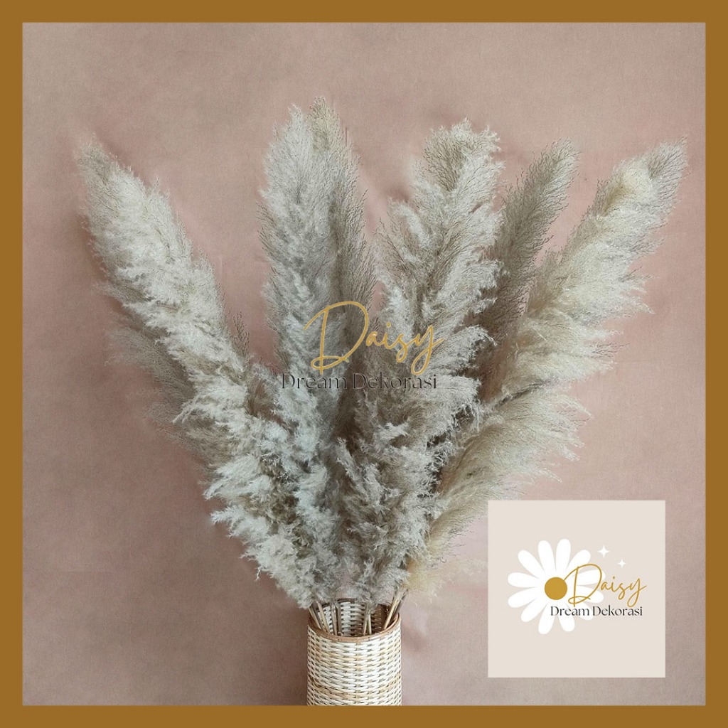 BUNGA PAMPAS BULU LEBAT UK XL / PAMPAS LOKAL/ PAMPAS BULU LOKAL ORIGINAL UK XL / DRIED PAMPAS GRASS