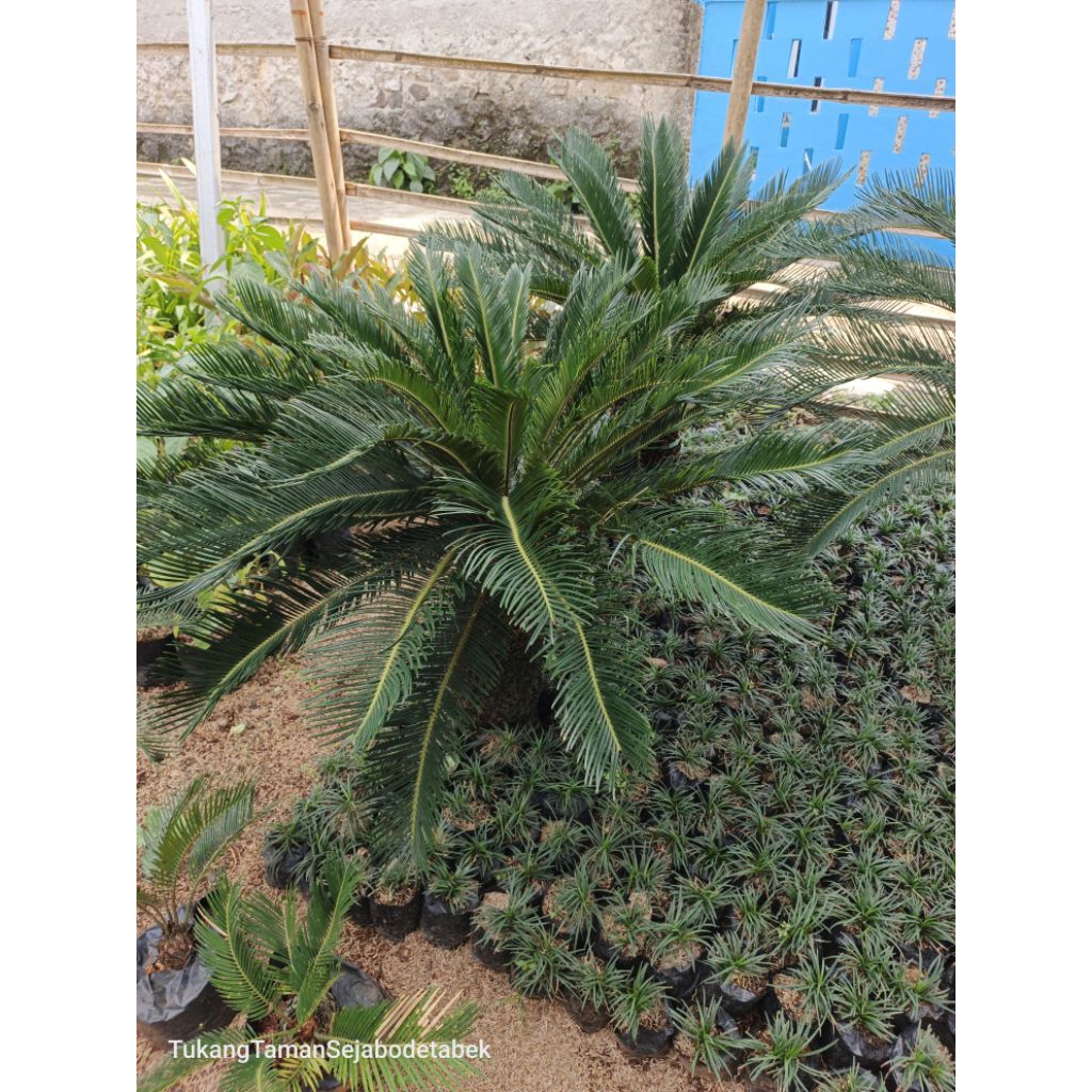 Pohon palm sikas/ pohon sikas/ palm sikas