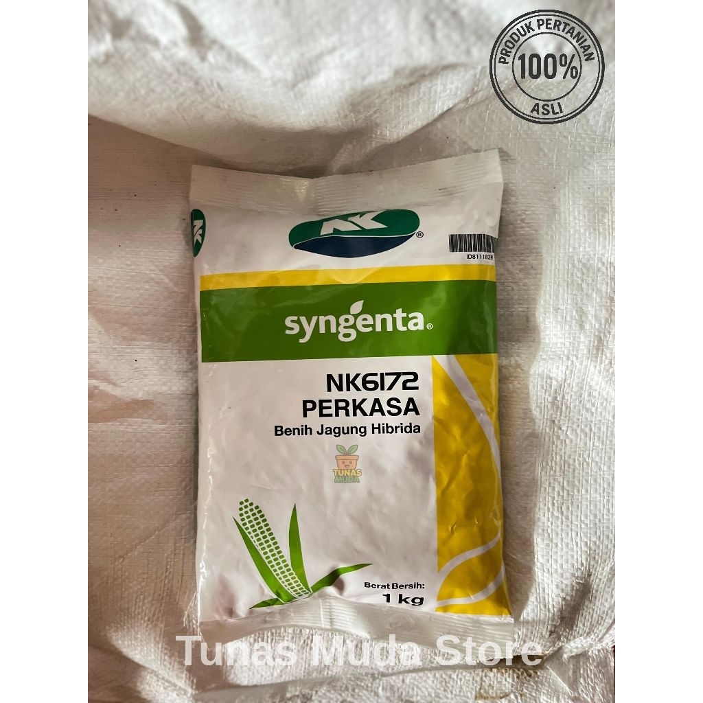 Syngenta NK6172 PERKASA benih jagung hibrida
