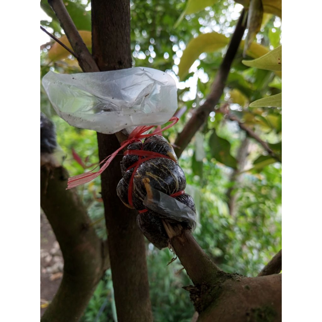 Cangkokan jambu air madu dali MDH