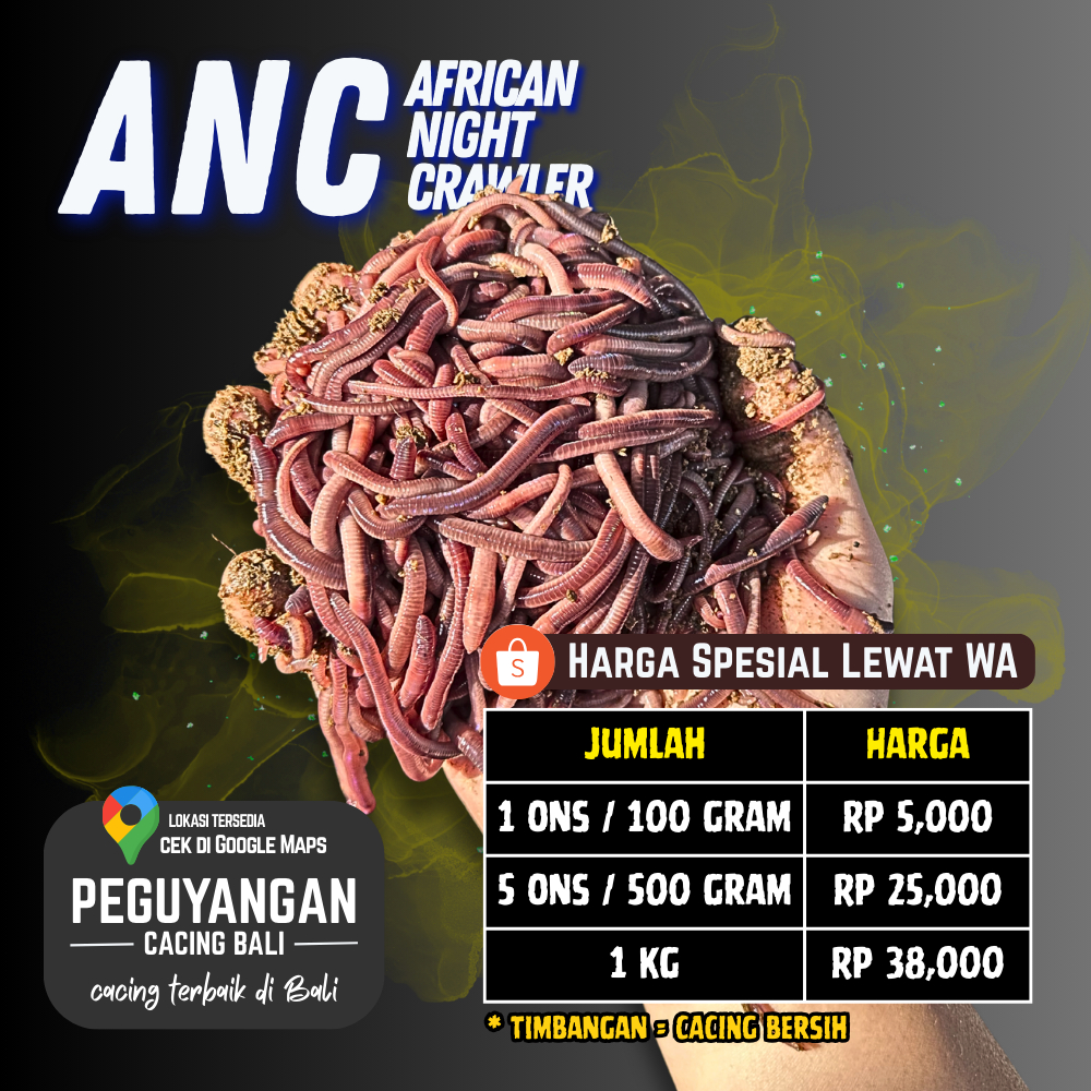 Cacing Umpan Pakan Pancing ANC Perons
