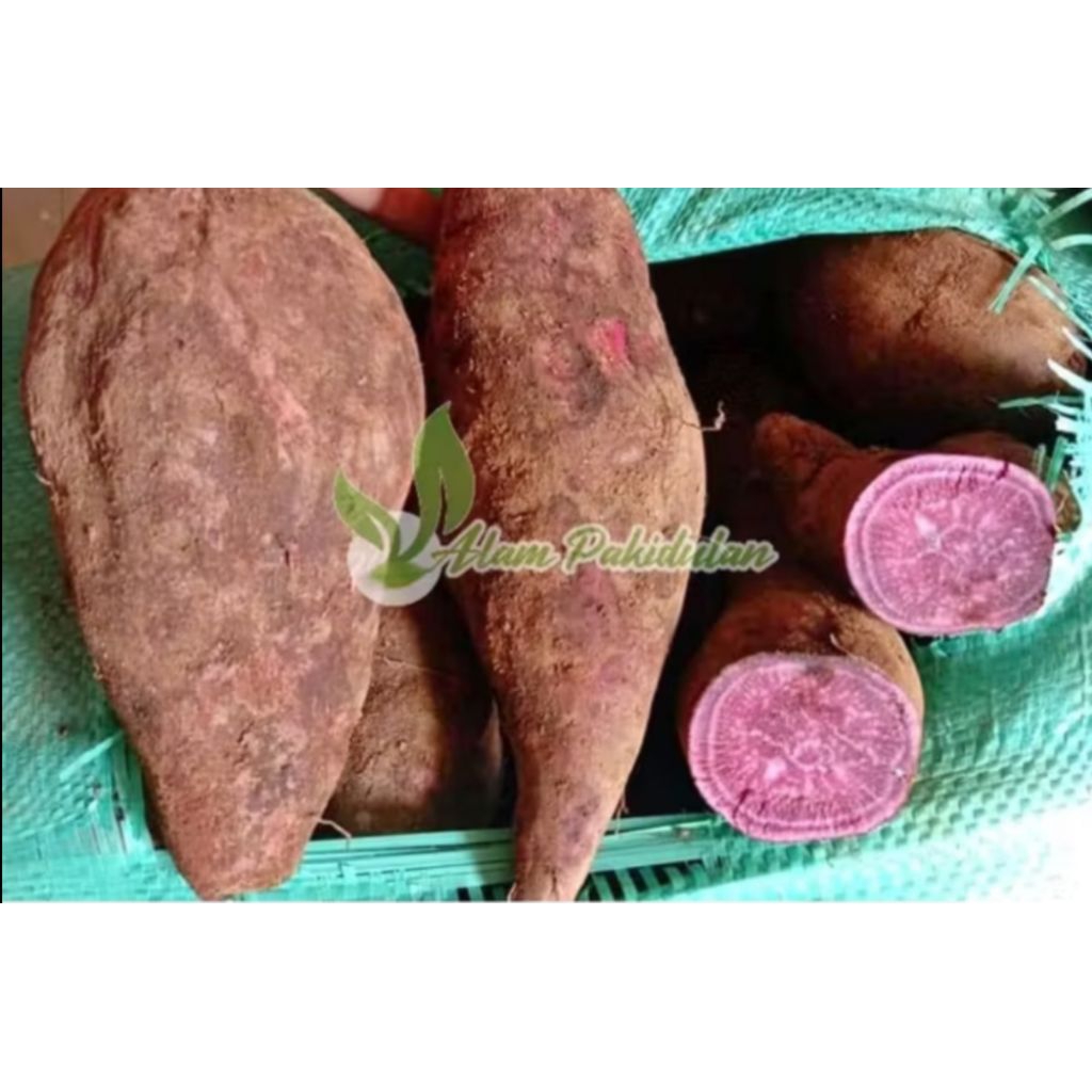 Bibit Umbi Jalar Ungu / Ubi Jalar Ungu