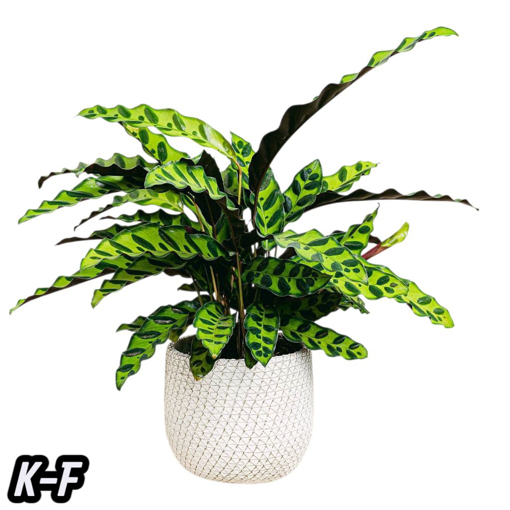 Tanaman Calathea Lancifolia/ ekor ayam dan variasi calathea lain nya/tanaman hias outdoor hidup