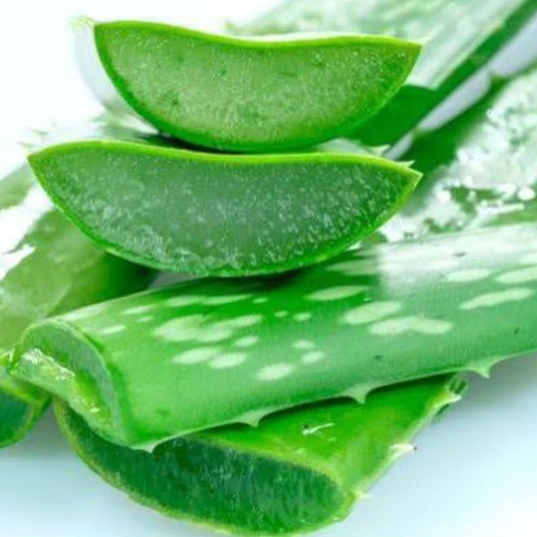 

daun lidah buaya 100g siap kirim