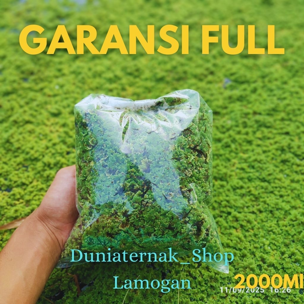 bibit azolla azolla // azola // Azolla / Azolla microphylla pakan alternatif ternak dan ikan