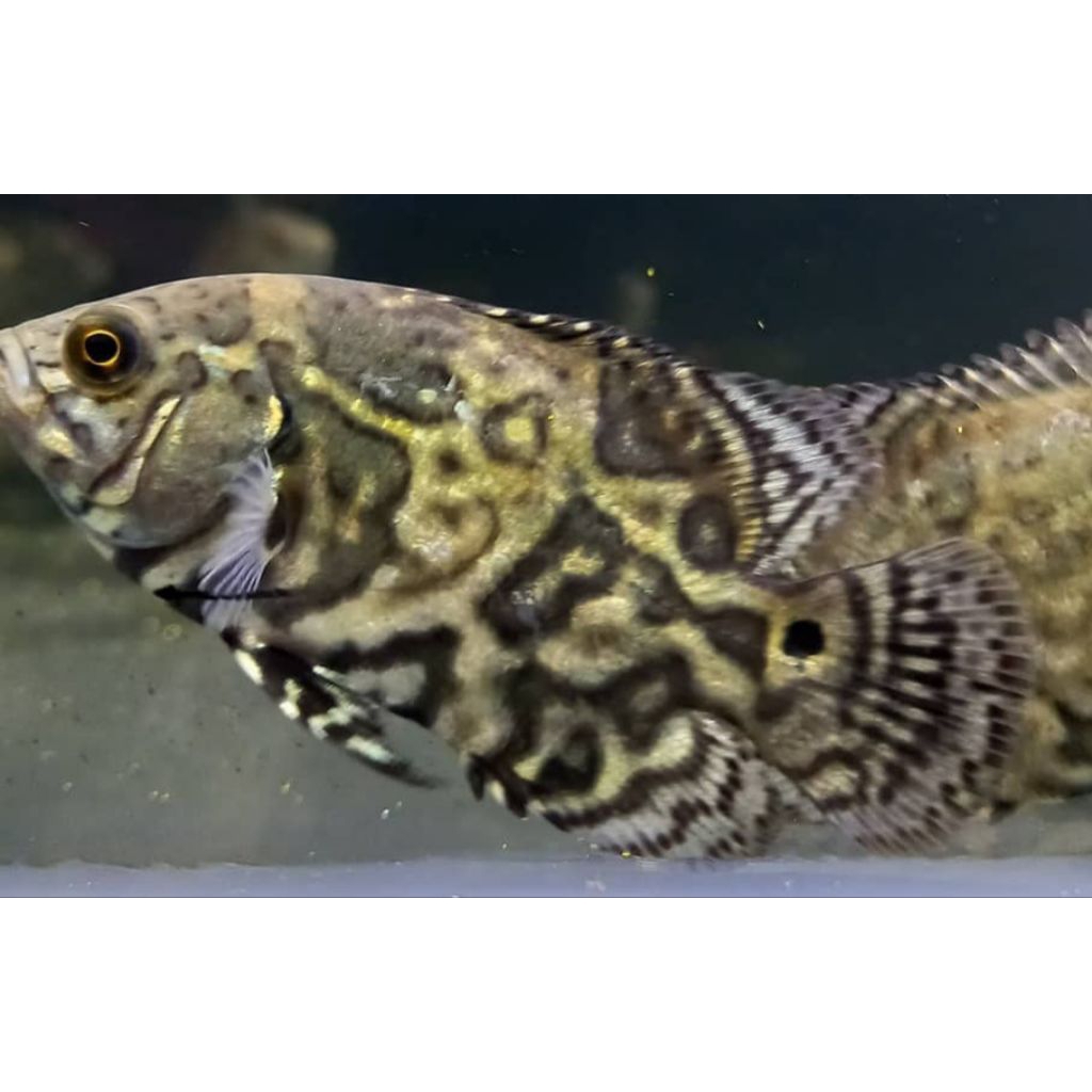 ikan oscar tiger / ikan hias air tawar
