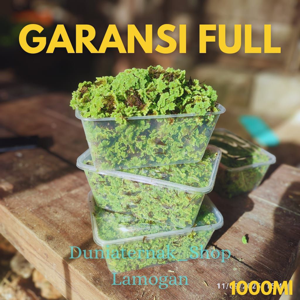 Bibit azola Microphylla | Azola gemuk | Pakan ternak 1000ml