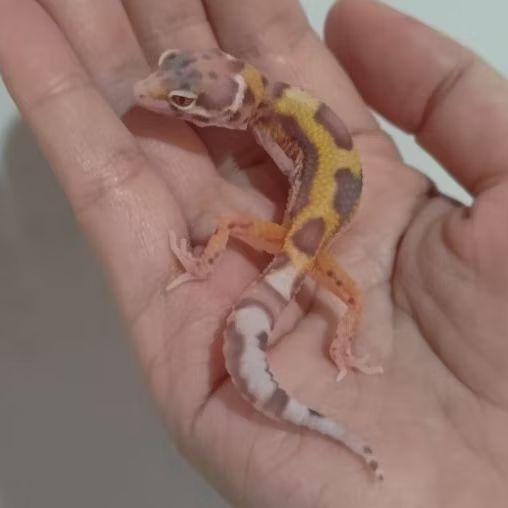 Custom Order Gecko Snow Bell ( SNB 25-1 )