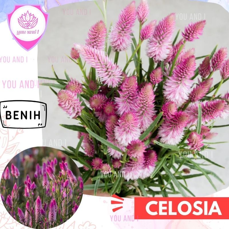Benih CELOSIA [isi-9] Biji Bunga Celosia Argentea