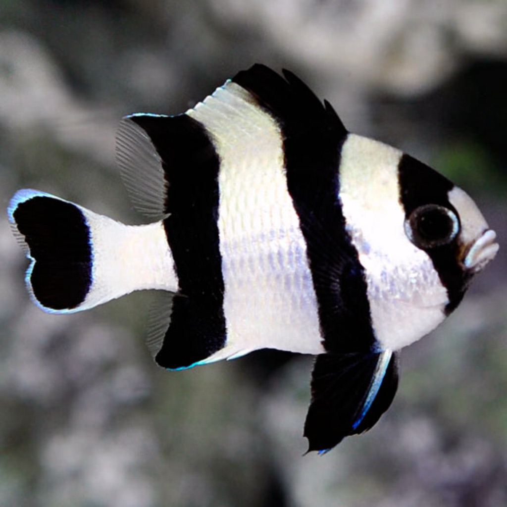 ikan betok zebra ikan laut