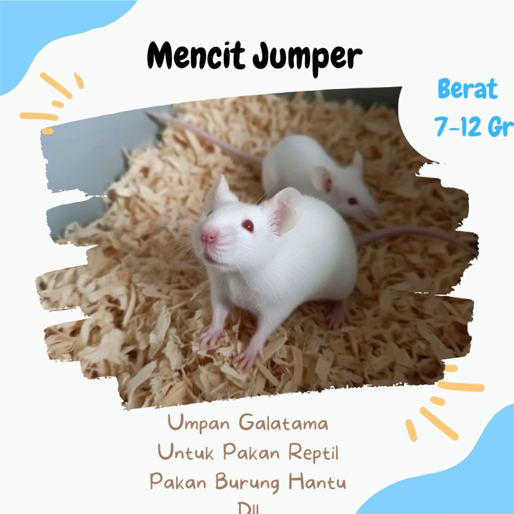 Tikus Putih / Mencit Jumper Hidup Segar – Pakan Ular Reptil Murah