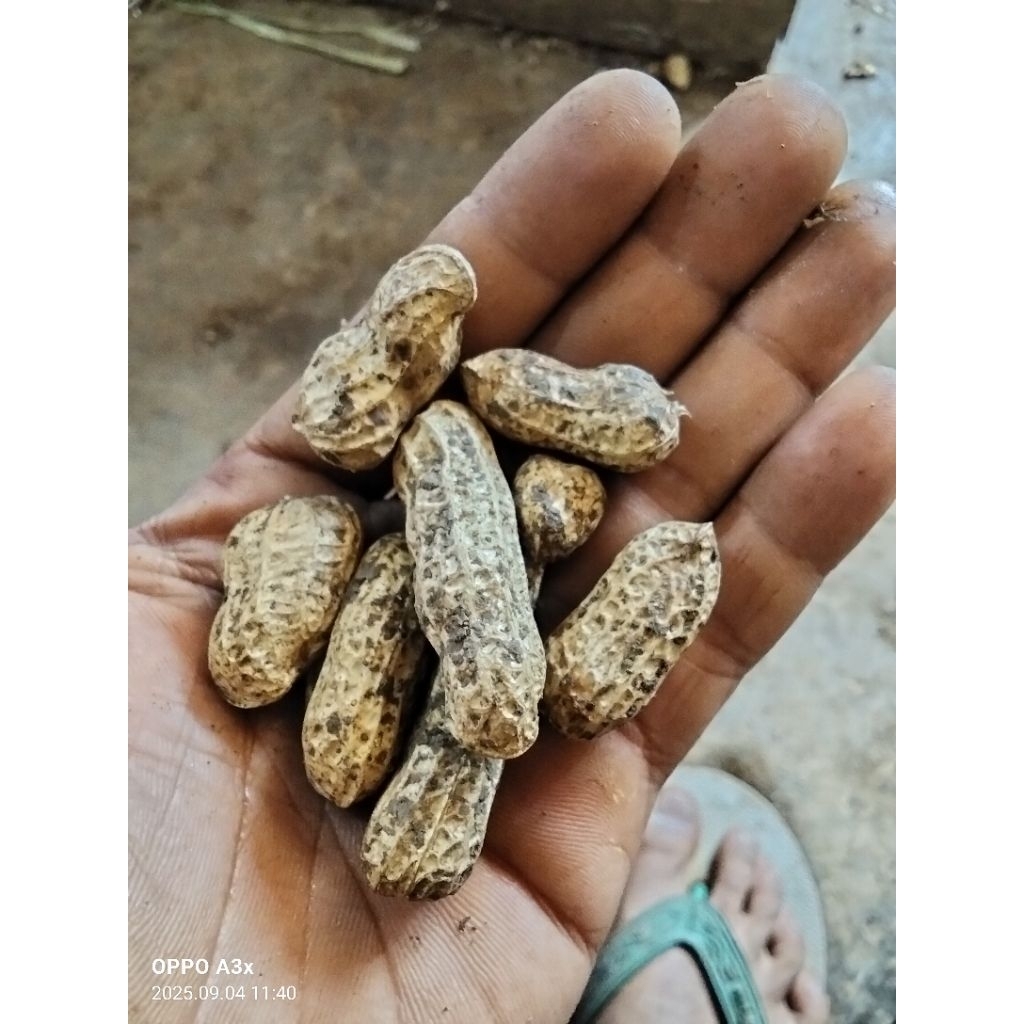 

kacang tanah mentah 1kg super fresh