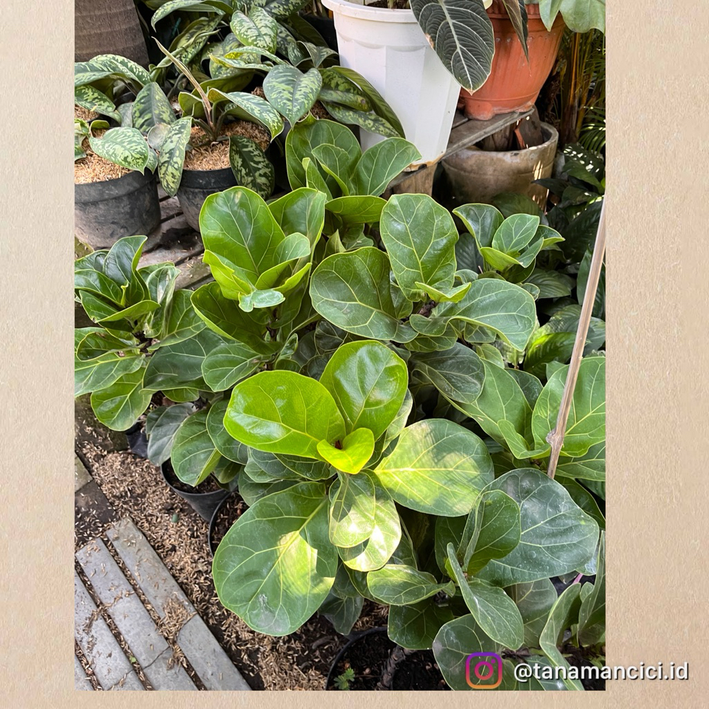 tanaman hias ketapang biola ficus lyrata mini