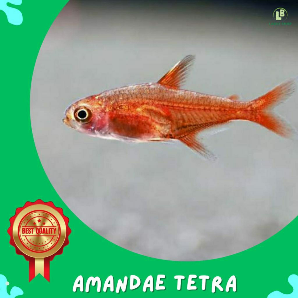 Amandae hiasan aquarium amandae ember tetra ( ISI 20 )
