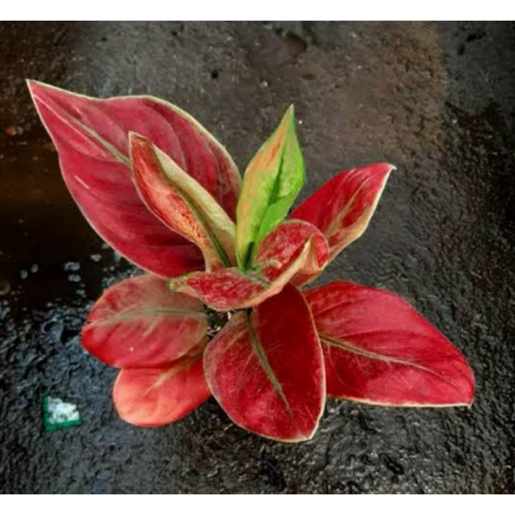 Promo tanaman hias aglonema ayunindi/aglonema ayunindi