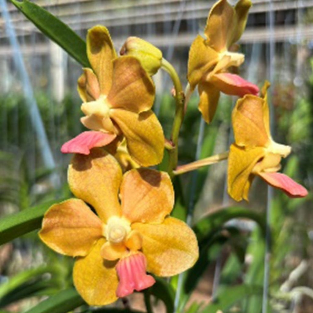 vanda tesselata x memthienchay