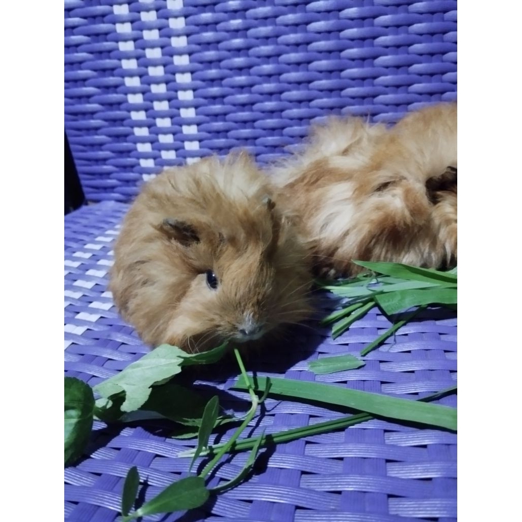 marmut guinea pig jenis sheba / abyssinian / silky