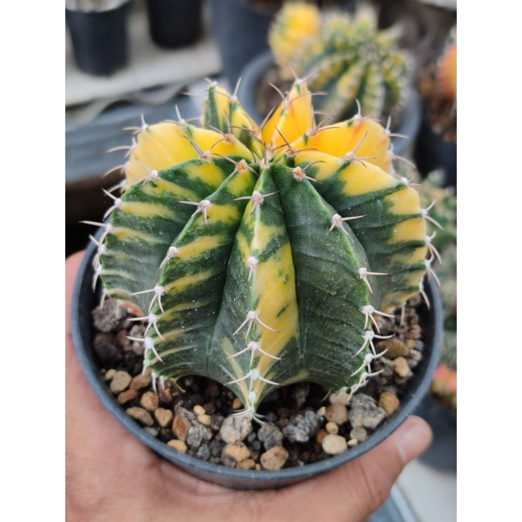 Lb varigata indukan jumbo seedling