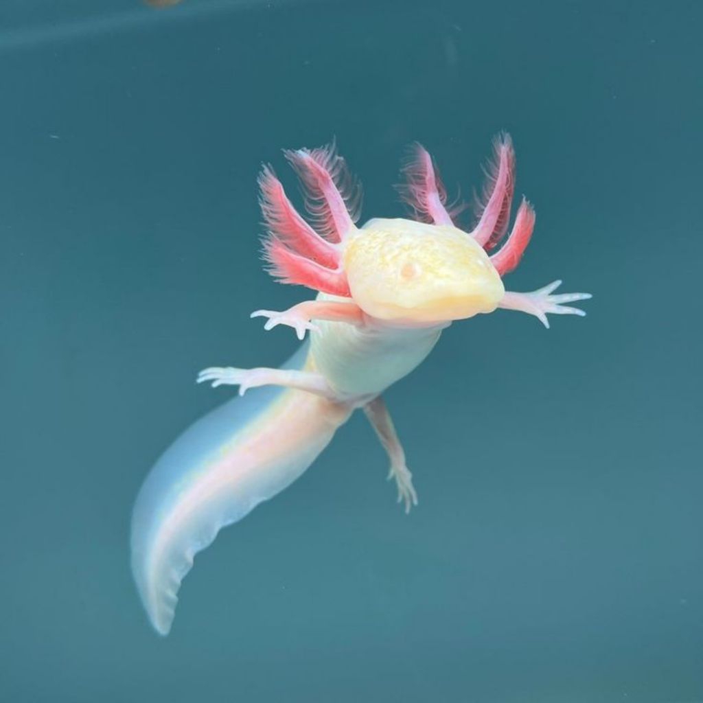 AXOLOTL/BABY/ALBINO/7CM