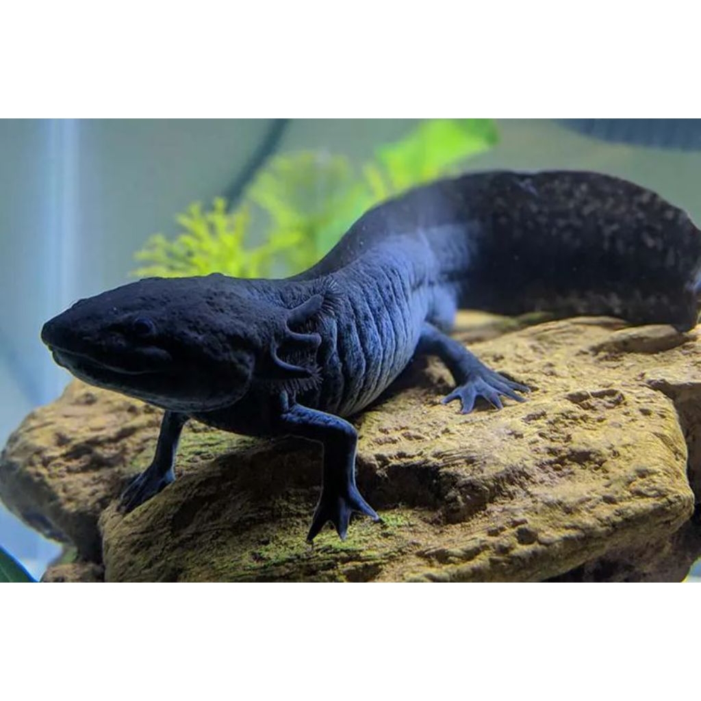 AXOLOTL/BABY/MELANOID/7CM