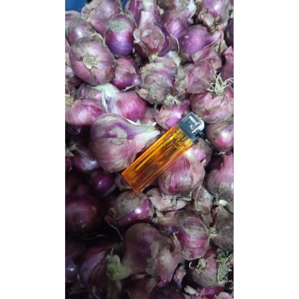 

bawang merah jumbo