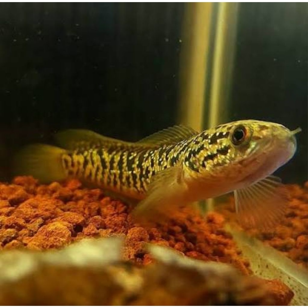 CHANA ASIATICA KALIMAYA