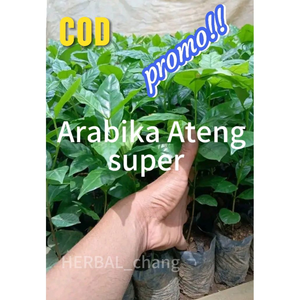 Bibit Kopi Arabika  Asli unggul /isi 100 batang
