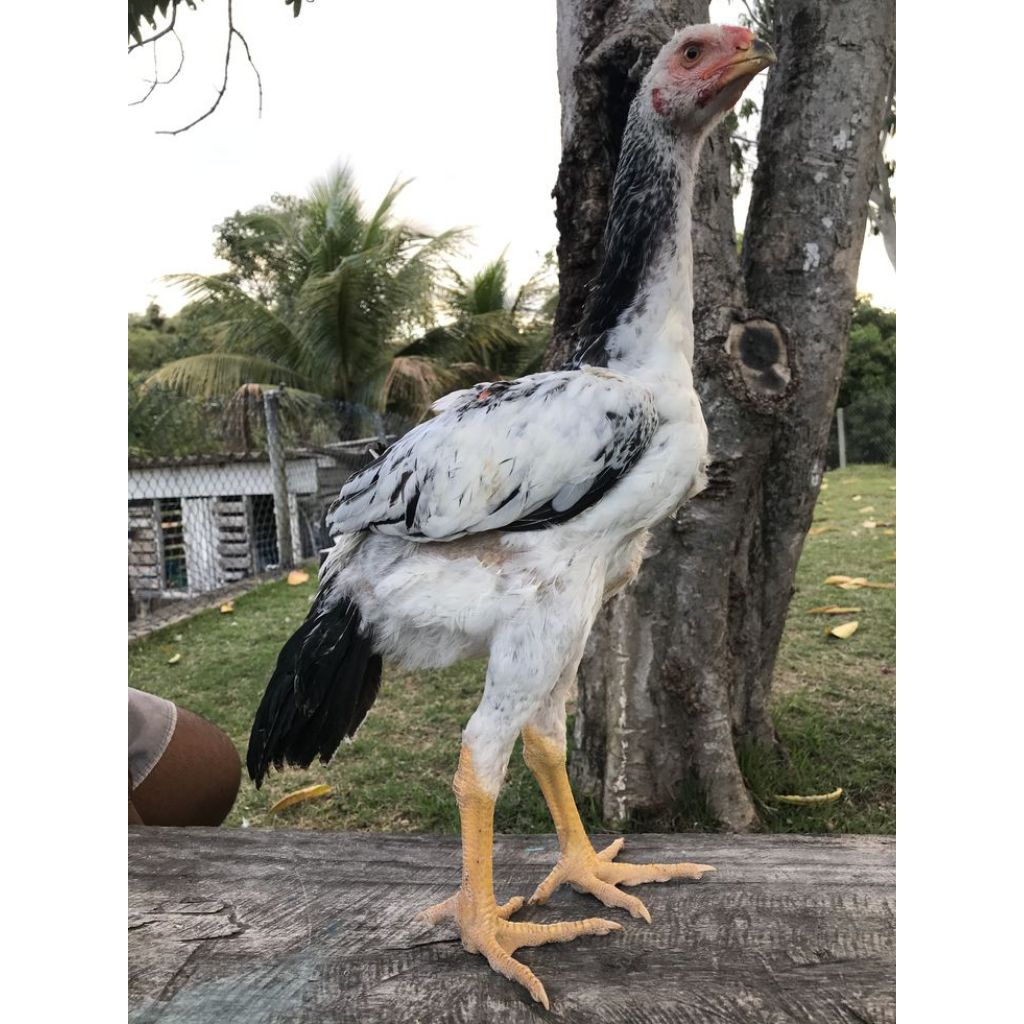 telur Indioi gigante original siap untuk di tetaskan