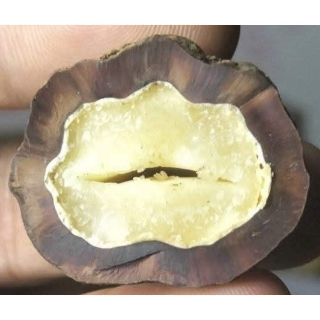 Muncang Adu Jenis Jayanti Apotek Jr Batok Tebal Beli 3 Bonus 1