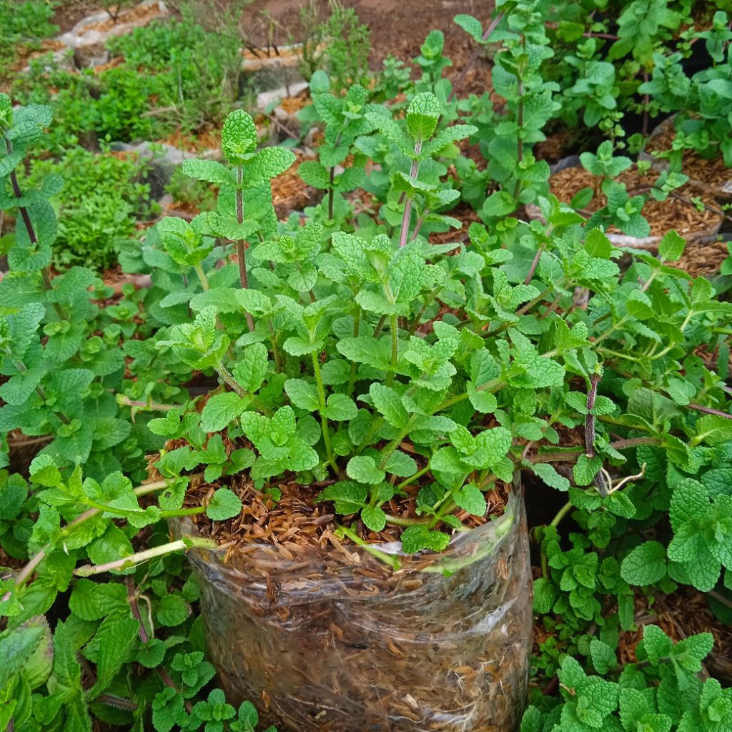tanaman herbal daun apel mint untuk minuman