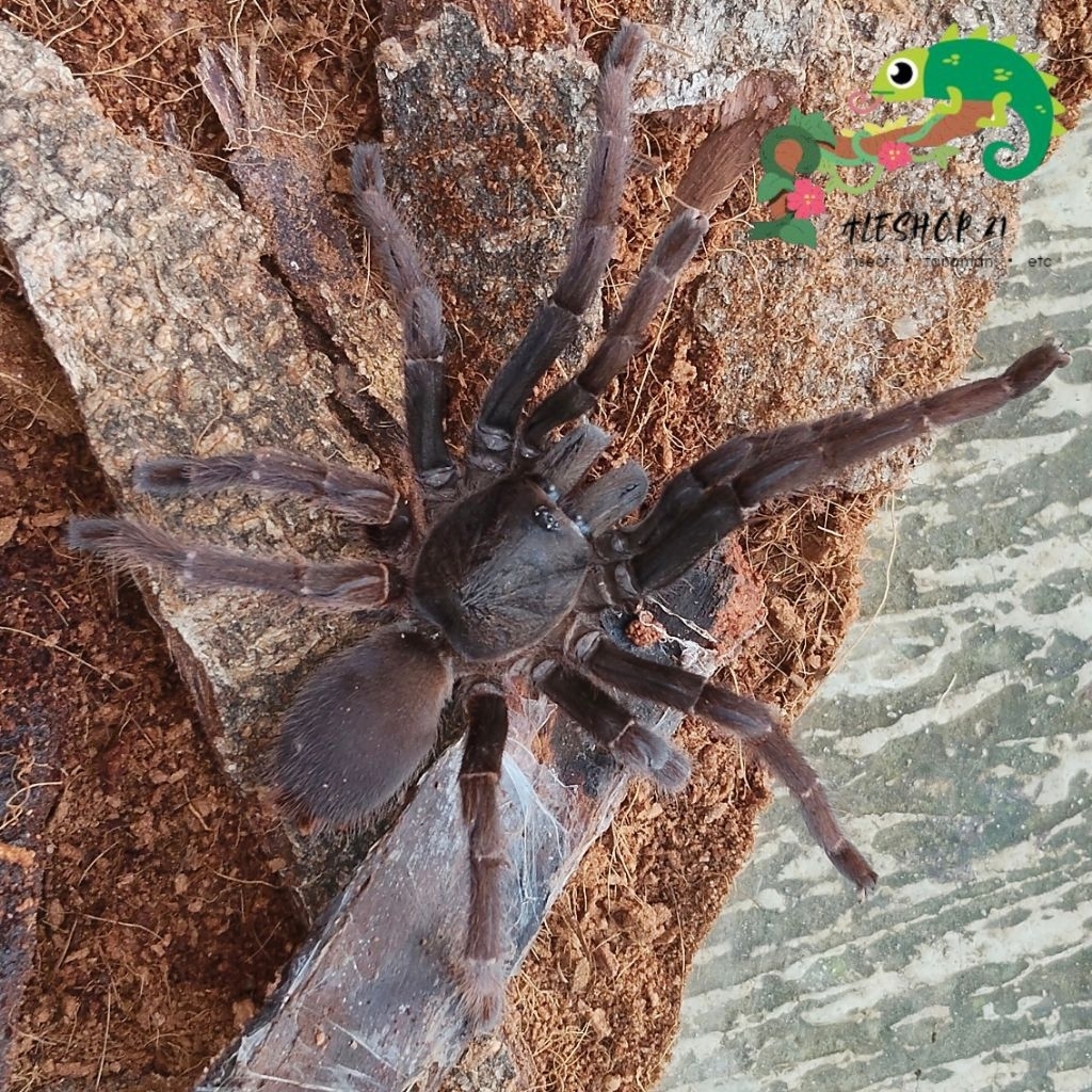 koleksi selenocosmia javanensis tarantula