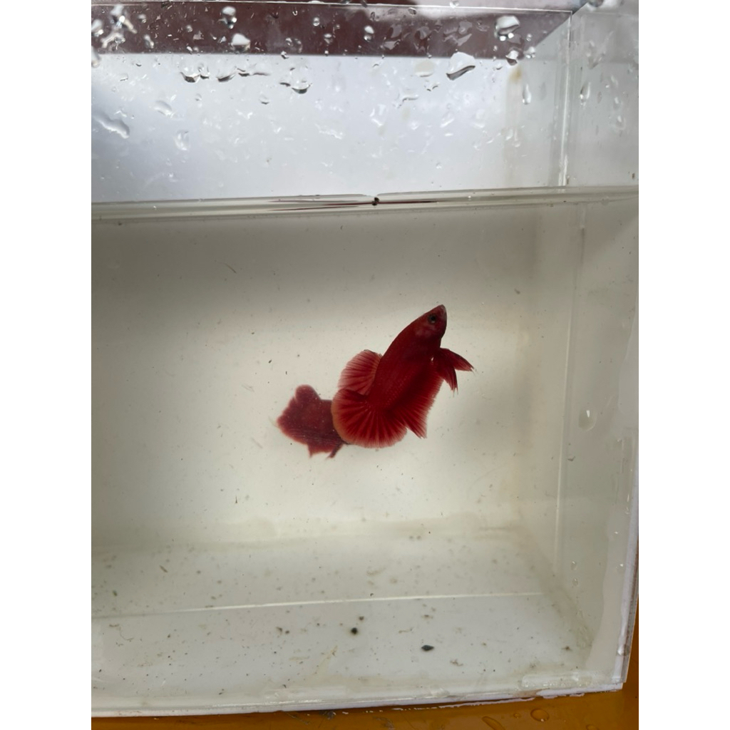 Cupang RGG BONSAI merah mewah