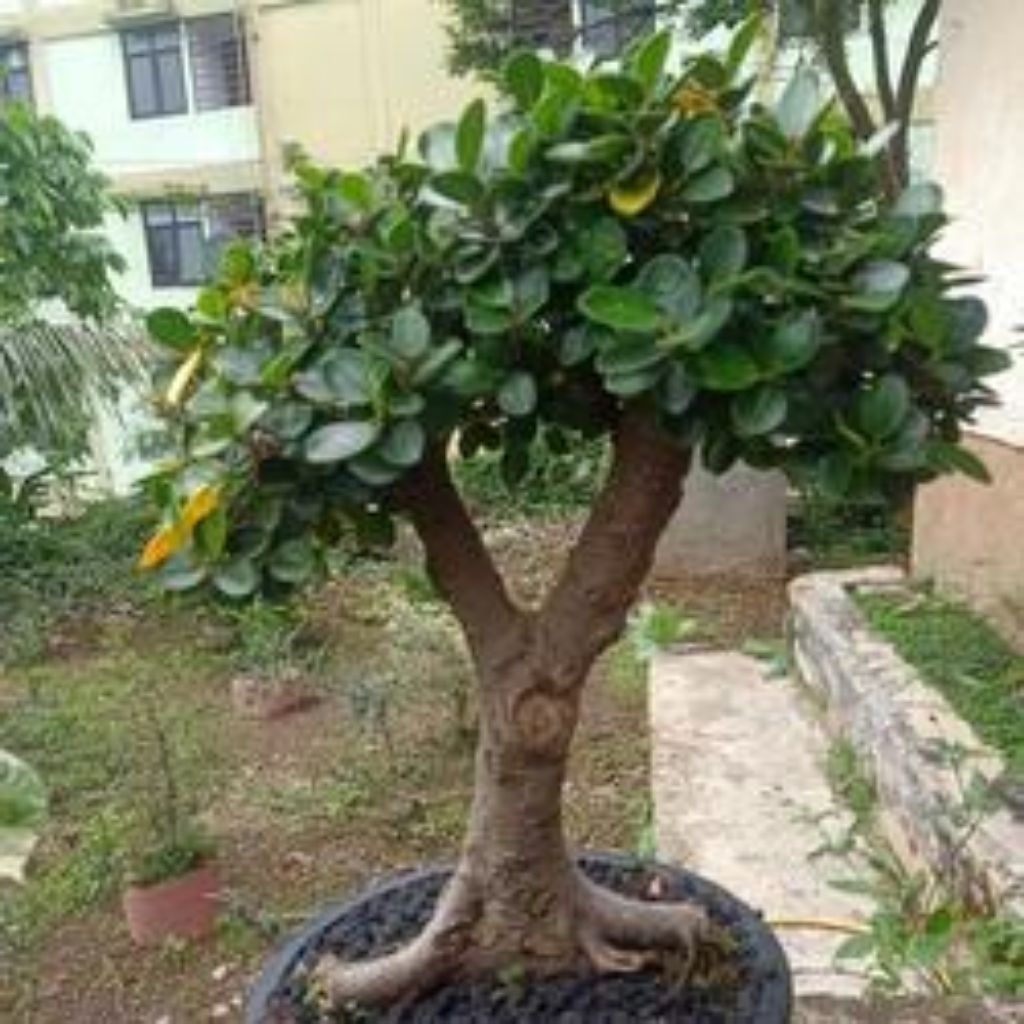 bahan bonsai beringin