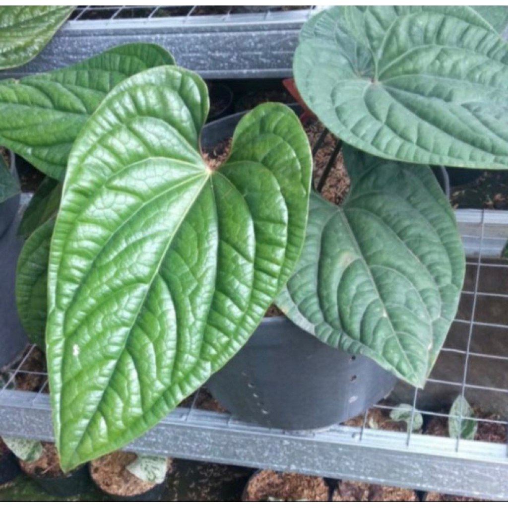 Tanaman Hias Anthurium Sirih Badak Dewasa-Anthurium Sirih Badak