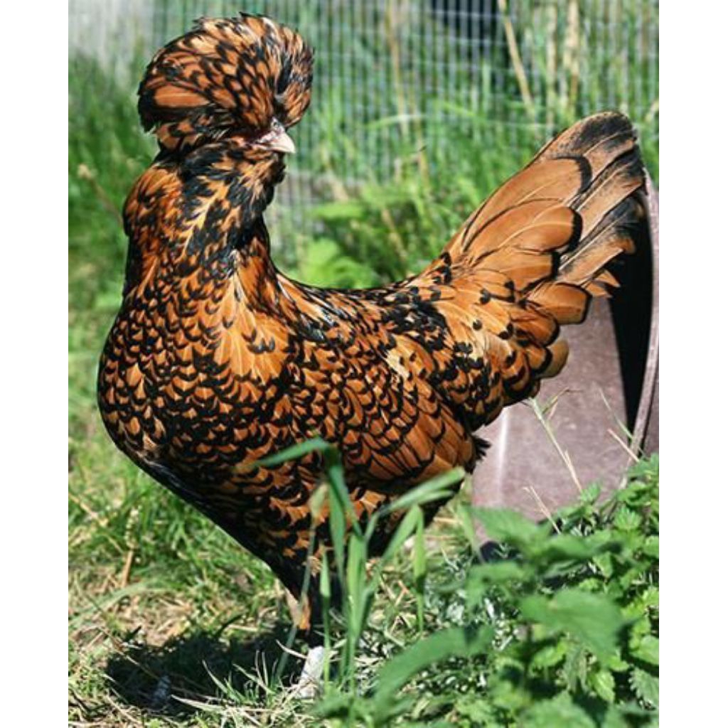 Telur ayam Serama batik kanada telur ayam hias fertil siap di terapkan