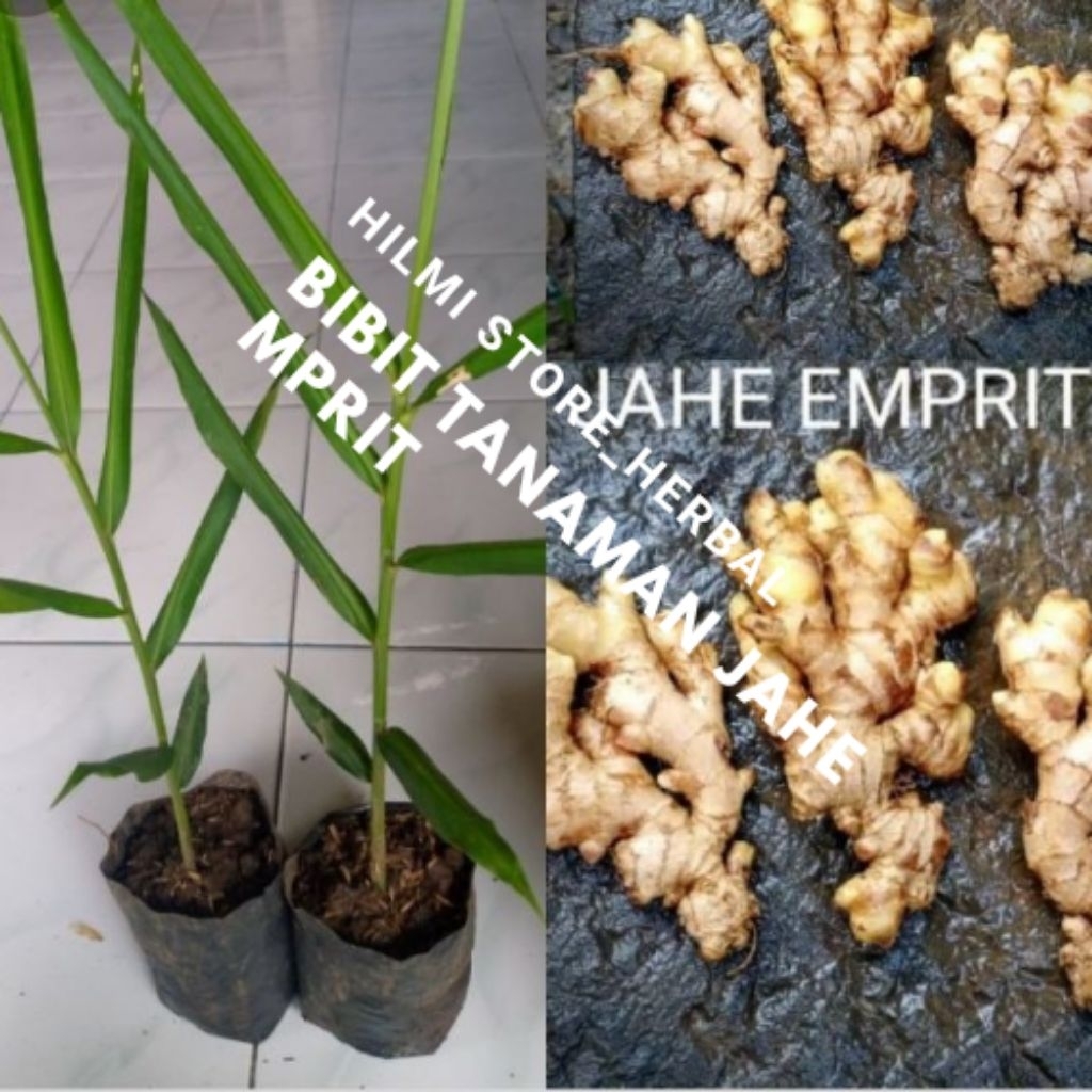 perbibit tanaman jahe mprit siap tanam siap kirim