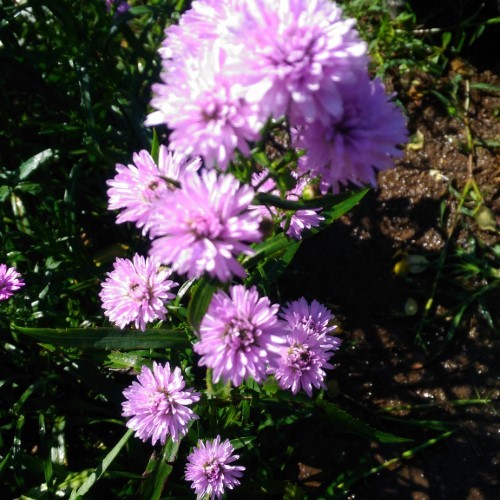 Bunga Aster Pikok ungu krisan pikok ungu bunga potong