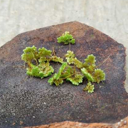 azola azolla pakan ternak terlaris