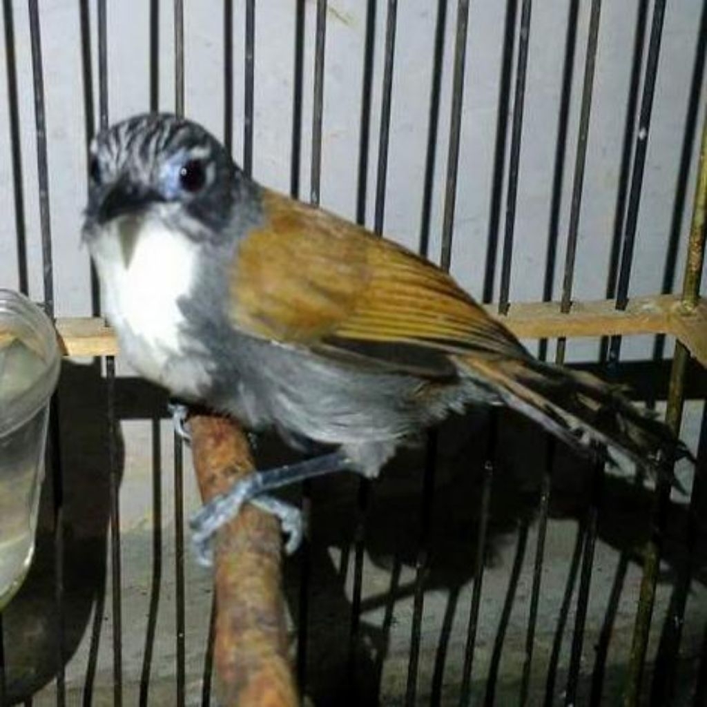 Burung Sniper Burung Masteran