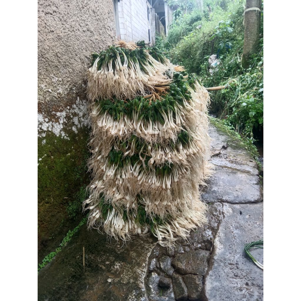 

lokio/kucay/bawangbatak